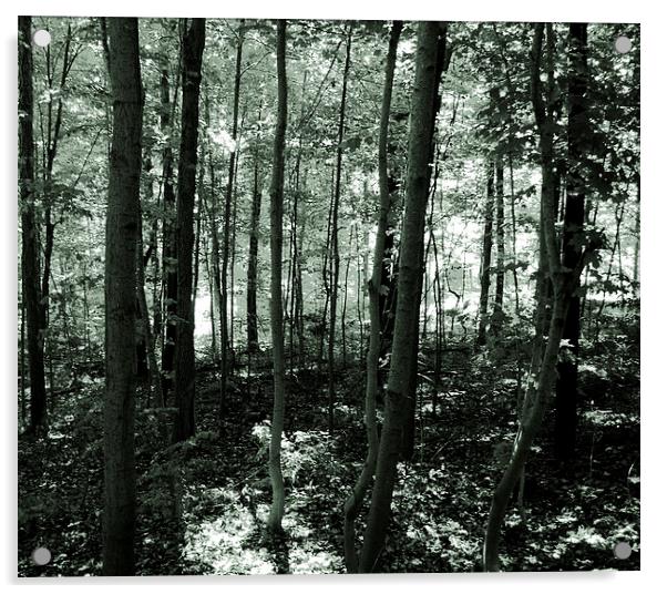  The Forest- Duo Tone Acrylic by james balzano, jr.