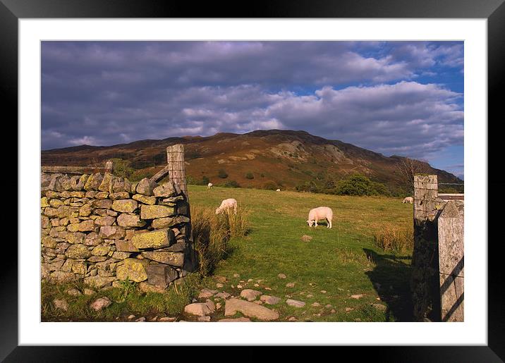 Grazing Lake District Sheep  Framed Mounted Print by Jacqi Elmslie
