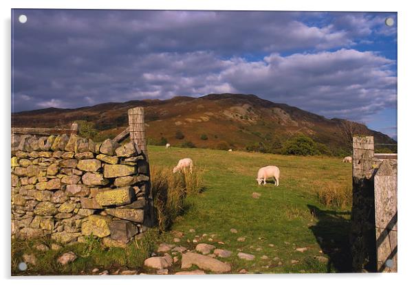Grazing Lake District Sheep  Acrylic by Jacqi Elmslie
