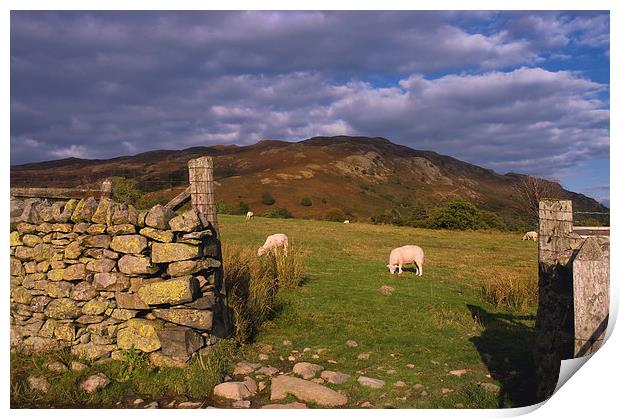 Grazing Lake District Sheep  Print by Jacqi Elmslie