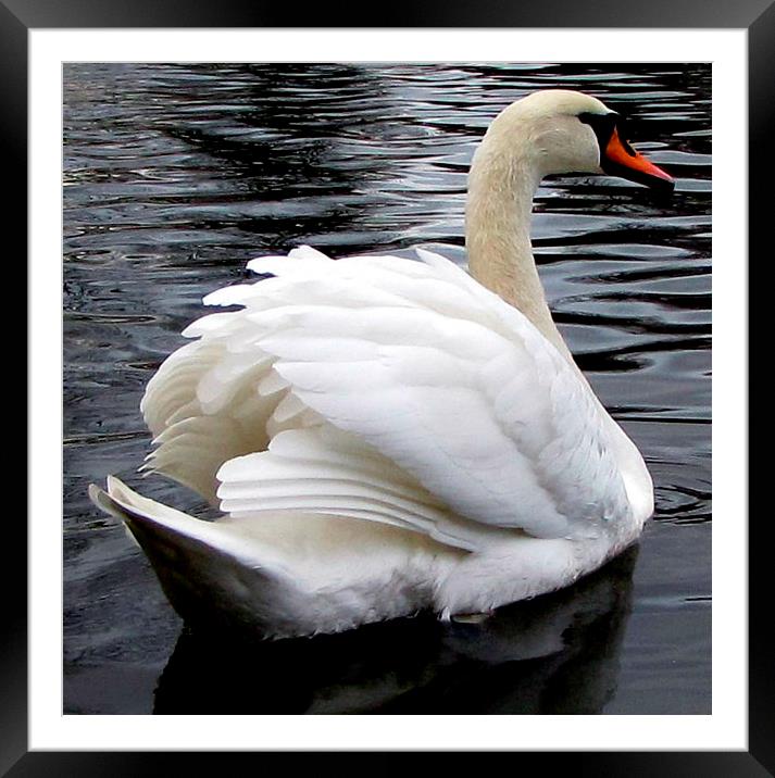  the beautiful swan Framed Mounted Print by sue davies