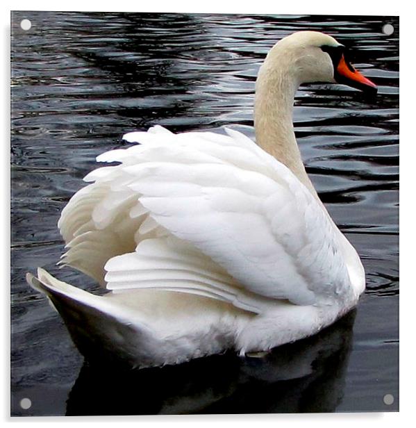  the beautiful swan Acrylic by sue davies