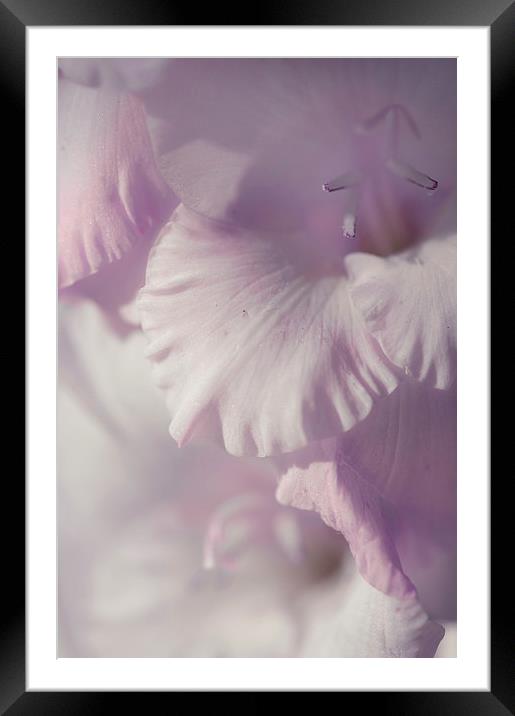  Pastel Gladiolus  Framed Mounted Print by Jenny Rainbow