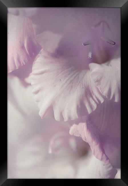  Pastel Gladiolus  Framed Print by Jenny Rainbow
