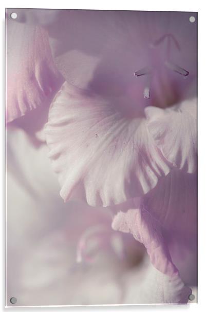  Pastel Gladiolus  Acrylic by Jenny Rainbow