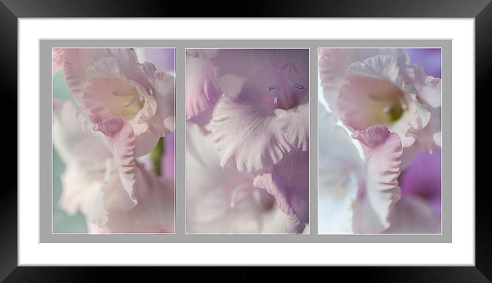  Pastel Gladiolus Triptych  Framed Mounted Print by Jenny Rainbow