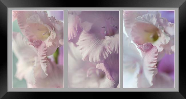  Pastel Gladiolus Triptych  Framed Print by Jenny Rainbow