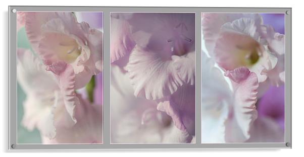  Pastel Gladiolus Triptych  Acrylic by Jenny Rainbow