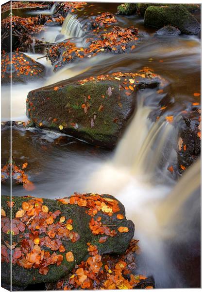 On the Rocks in Padley Gorge  Canvas Print by Darren Galpin