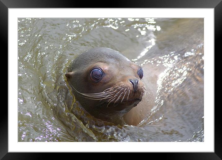 By A Whisker Framed Mounted Print by allen martin