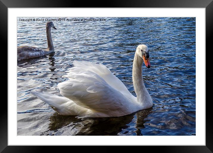  Swan Framed Mounted Print by David Charlton