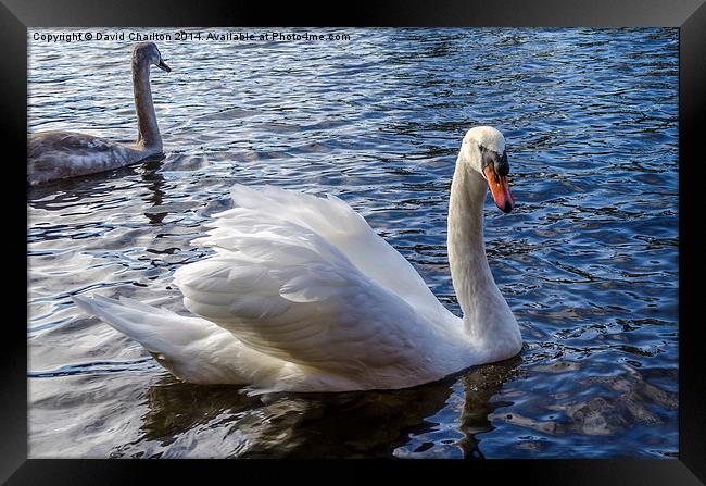  Swan Framed Print by David Charlton