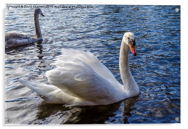 Swan Acrylic by David Charlton