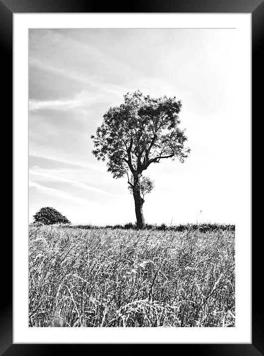 Tree In Black And White, Burrough, Leicestershire Framed Mounted Print by Steven Garratt