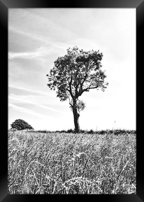 Tree In Black And White, Burrough, Leicestershire Framed Print by Steven Garratt