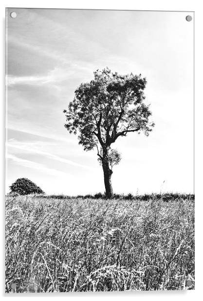 Tree In Black And White, Burrough, Leicestershire Acrylic by Steven Garratt