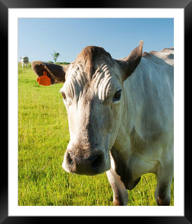 The Cows Eye View Framed Mounted Print by Steven Garratt