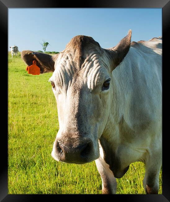 The Cows Eye View Framed Print by Steven Garratt