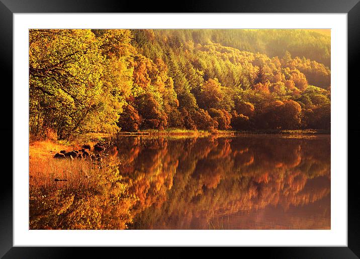  Fall Reflections. Loch Achray. Scotland  Framed Mounted Print by Jenny Rainbow