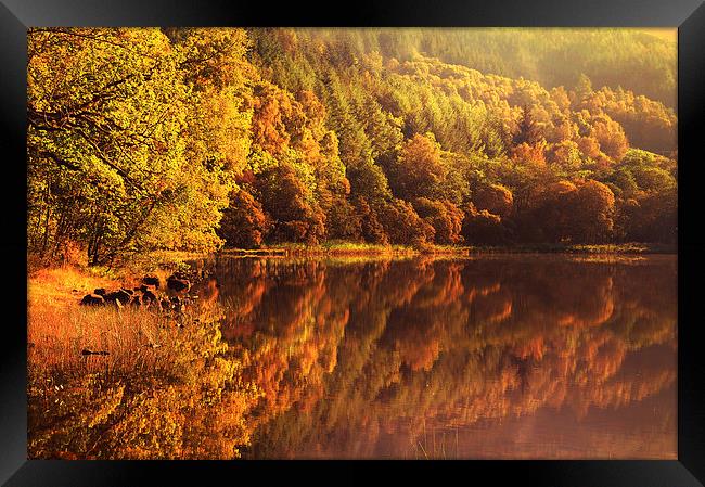  Fall Reflections. Loch Achray. Scotland  Framed Print by Jenny Rainbow