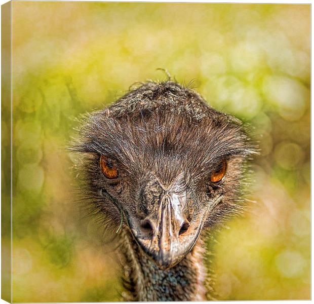  AUSTRALIAN EMU Canvas Print by paul willats