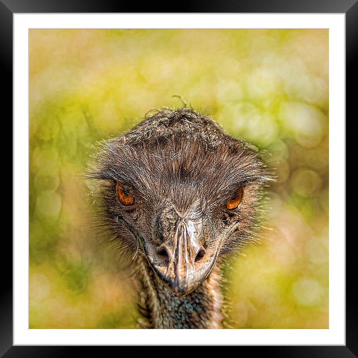  AUSTRALIAN EMU Framed Mounted Print by paul willats