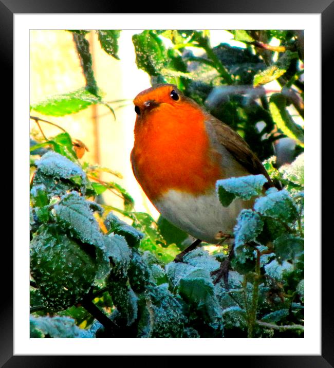  cheeky robin Framed Mounted Print by sue davies