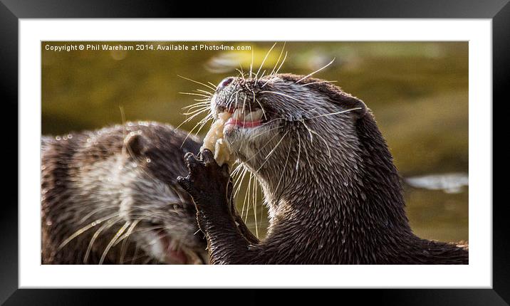  A quick snack Framed Mounted Print by Phil Wareham