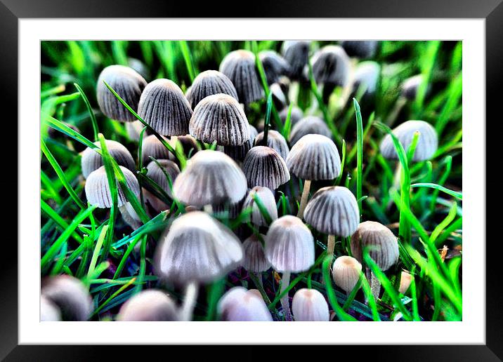  fairy village Framed Mounted Print by carin severn