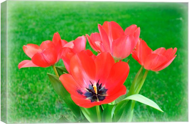  tulips Canvas Print by sue davies
