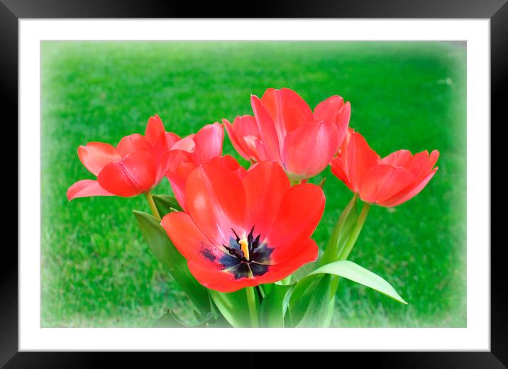  tulips Framed Mounted Print by sue davies