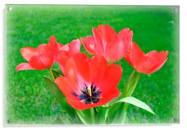  tulips Acrylic by sue davies