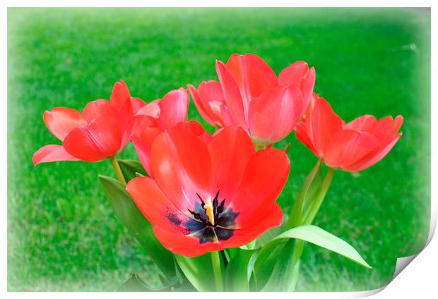  tulips Print by sue davies