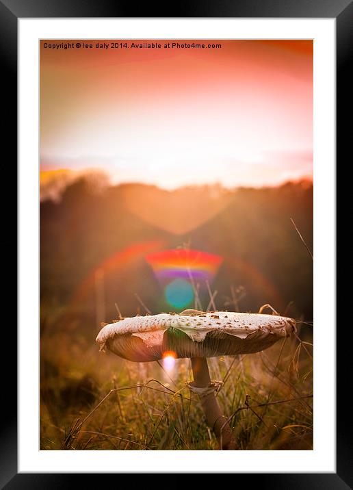  magic mushroom Framed Mounted Print by Lee Daly