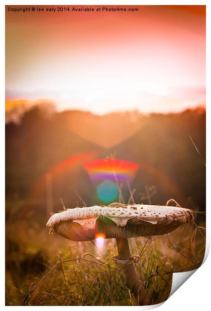  magic mushroom Print by Lee Daly