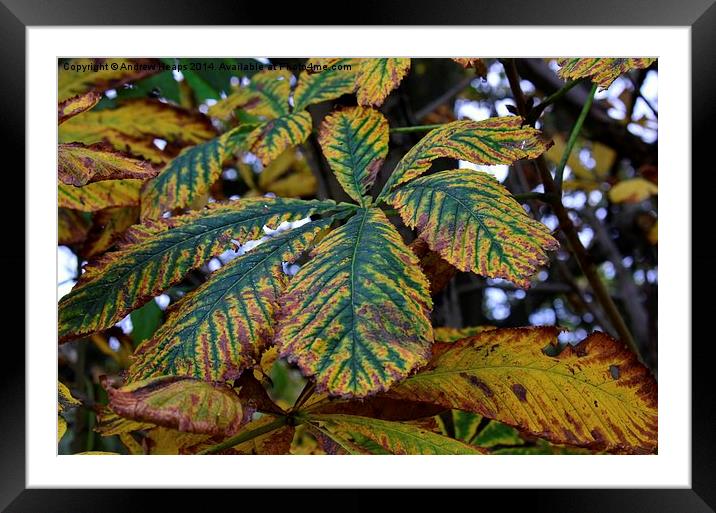 Vibrant Autumnal Sycamore Leaf Framed Mounted Print by Andrew Heaps