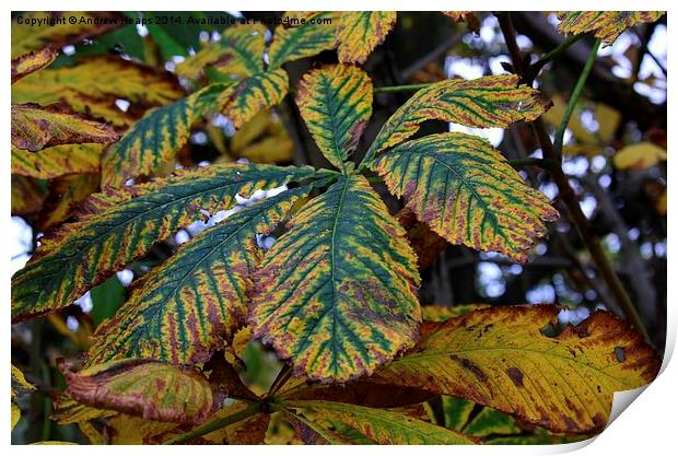 Vibrant Autumnal Sycamore Leaf Print by Andrew Heaps