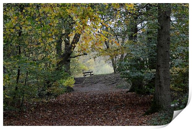 Country Park Bench  Print by Andrew Heaps