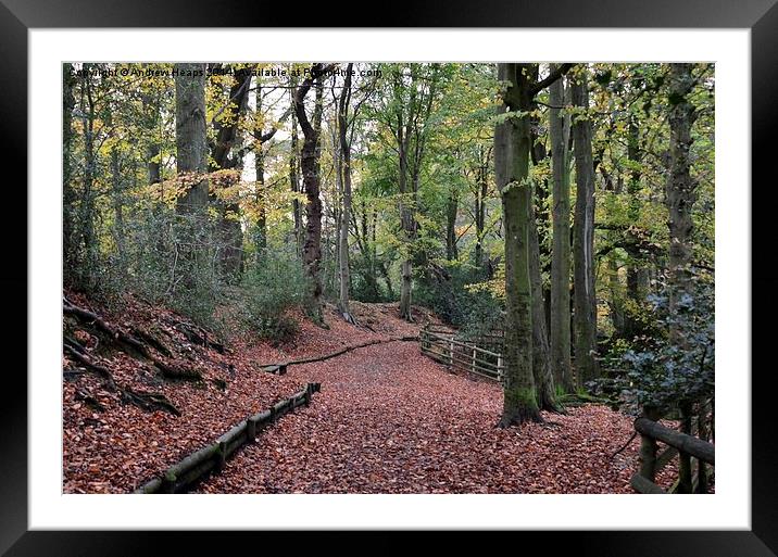  Autumnal Scene  blanket of brown leaves Framed Mounted Print by Andrew Heaps
