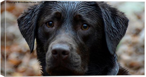 Chocolate Labrador  Canvas Print by Andrew Heaps