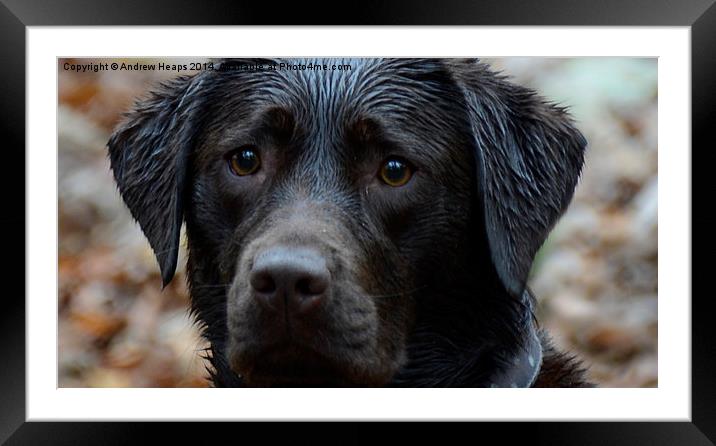 Chocolate Labrador  Framed Mounted Print by Andrew Heaps
