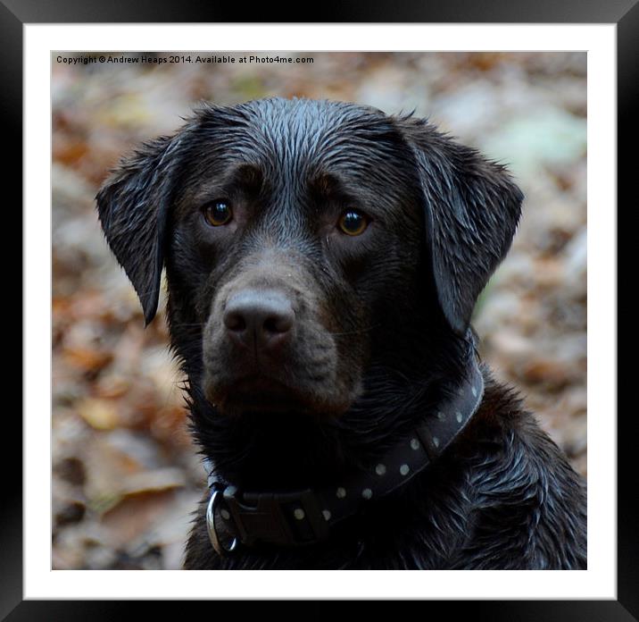 Playful Chocolate Labrador Framed Mounted Print by Andrew Heaps