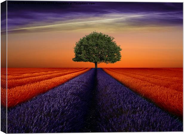  The field  Canvas Print by Heaven's Gift xxx68