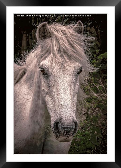 Dartmoor Pony  Framed Mounted Print by Philip Hodges aFIAP ,