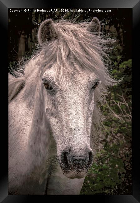 Dartmoor Pony  Framed Print by Philip Hodges aFIAP ,