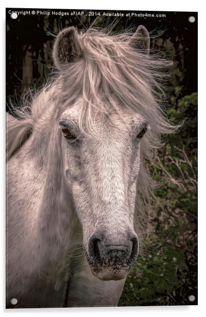 Dartmoor Pony  Acrylic by Philip Hodges aFIAP ,