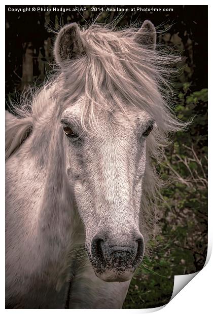 Dartmoor Pony  Print by Philip Hodges aFIAP ,