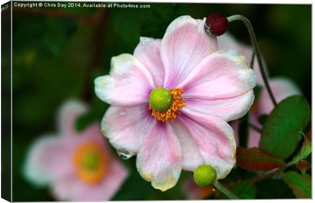 Geum Canvas Print by Chris Day