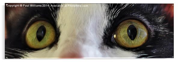  Cats Eyes Acrylic by Paul Williams