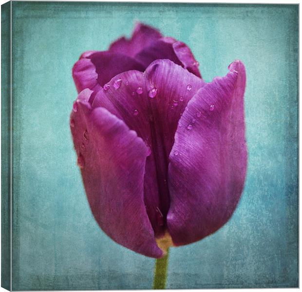 Purple Delight Canvas Print by James Rowland